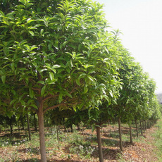 農產品購銷,花卉、苗木種植銷售_南陽市宛城區自嶺農優產品專業合作社