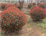 “紅葉石楠球批發”紅葉石楠球價格//青州建明花卉-青州建明花卉苗木提供“紅葉石楠球批發”紅葉石楠球價格//青州建明花卉的相關介紹、產品、服務、圖片、價格[美醉不過那抹海棠!]海棠苗木種植基地#山東海棠苗木批發、月季批發、金葉女貞價格、冬青基地、衛矛批發價格、北海道黃楊種植基地、