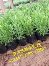 高品質薰衣草供應盡在普羅旺斯花卉苗木 遼寧薰衣草,高品質薰衣草供應盡在普羅旺斯花卉苗木 遼寧薰衣草生產廠家,高品質薰衣草供應盡在普羅旺斯花卉苗木 遼寧薰衣草價格