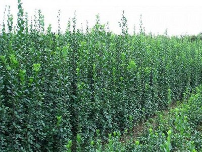 丷丶宿根花卉種植基地//山東綠化苗木種植//山東草花種植基地-青州市青城花卉苗木提供丷丶宿根花卉種植基地//山東綠化苗木種植//山東草花種植基地的相關介紹、產品、服務、圖片、價格【抗寒之王在此!】山東羽衣甘藍批發【山東羽衣甘藍供應商】、月季種植基地、草花種植基地、冬青種植基地、青州草花價格、黃樓草花基地、
