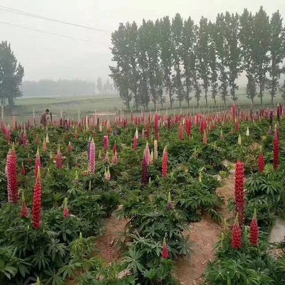 【羽扇豆 批量銷售羽扇豆 樹慶直銷魯冰花花苗】 - 青州市樹慶花卉苗木專業合作社