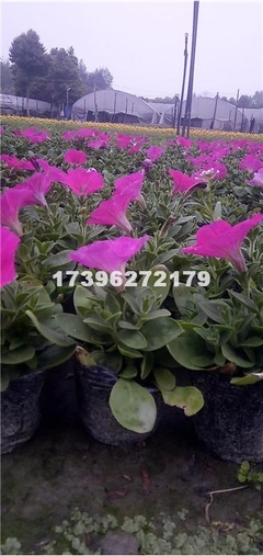 【成都矮牽牛價格 成都矮牽牛供應 成都花卉 綠化工程花卉 四川矮牽牛基地 成都矮牽牛批發 郫都區名川園藝場供應供應|花卉、苗木種植、苗木銷售。長期供應各類綠化工程用苗成都市郫都區名川園藝場商鋪