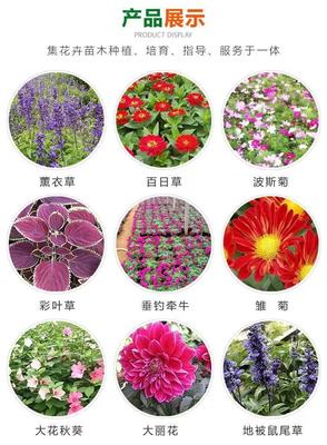 雙色盆歐石竹 園林苗木基地 歐石竹苗行業報價