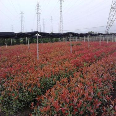 紅葉石楠大杯苗價格