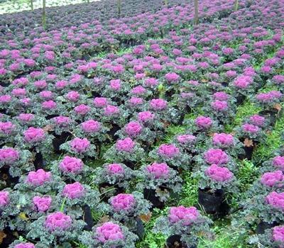 山東羽衣甘藍批發商_羽衣甘藍種植基地_青州市晗晰園藝花卉苗木專業合作社 - 商國互聯網