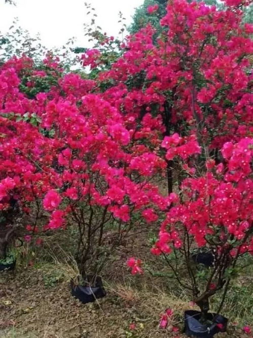 恭喜宜賓市翠屏區(qū)怡景花卉苗木種植場入駐苗木通 彭超 質(zhì)優(yōu)價廉