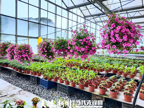 百里杜鵑瑞禾集團 謀劃 花產(chǎn)業(yè) 助村美民富