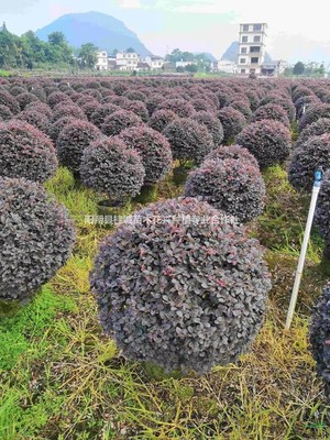 陽朔縣桂誠苗木花卉種植專業(yè)合作社
