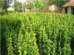 金葉女貞批發(fā) 哪里有供應(yīng)金葉女貞-青州市 花卉苗木提供金葉女貞批發(fā) 哪里有供應(yīng)金葉女貞的相關(guān)介紹、產(chǎn)品、服務(wù)、圖片、價(jià)格大葉黃楊//大葉黃楊 批發(fā)//大葉黃楊種植基地【錦榮花卉】、園林綠化工程承建、宿根地被種植基地、草花苗木種植基地、時(shí)令草花種植、山東綠化苗木基地、