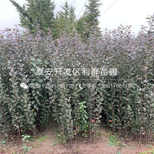 【山東煙富8號(hào)蘋果樹苗、煙富8號(hào)蘋果樹苗價(jià)格】- 
