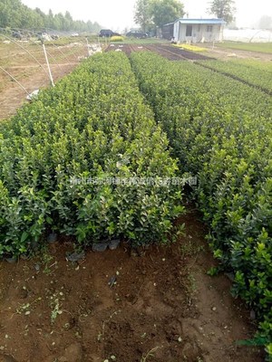青州市彌河鎮(zhèn)華偉誠(chéng)信花卉苗木園