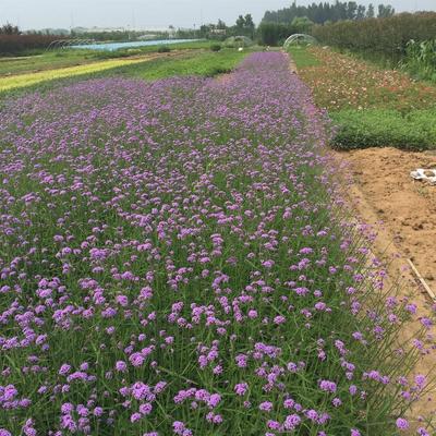 【鳳仙花價(jià)格 基地種植 青州鳳仙花營(yíng)養(yǎng)杯】 - 青州市御景花卉苗木專業(yè)合作社