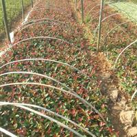 供應紅葉石楠_米徑10公分_株洲種植地_高度300公分 | 株洲市新大地花卉苗木種植農民專業合作社
