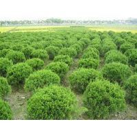 【濰坊龍柏球種植基地大量供應龍柏球樹苗圖片】濰坊龍柏球種植基地大量供應龍柏球樹苗圖片大全 - 青州市萬綠花卉苗木專業合作社