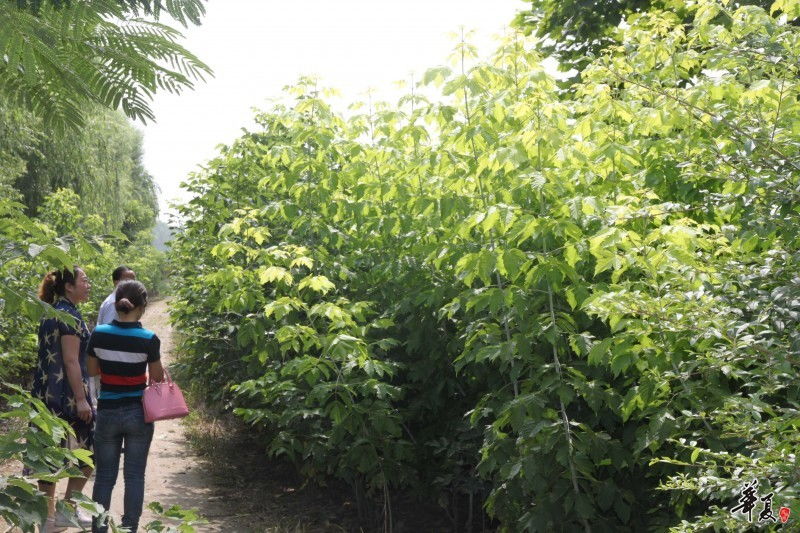 2015.7華夏園林實地考察扶溝縣綠源特色花木種植專業合作社