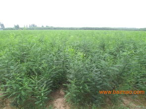 河北速生國槐供應商 邯鄲速生國槐批發報價 河北速生國槐哪里找,河北速生國槐供應商 邯鄲速生國槐批發報價 河北速生國槐哪里找生產廠家,河北速生國槐供應商 邯鄲速生國槐批發報價