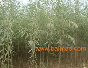購買綠化苗木 榆樹 速生柳 速生白蠟 到河北綠色氧吧 , 購買綠化苗木 榆樹 速生柳 速生白蠟 到河北綠色氧吧 生產廠家, 購買綠化苗木 榆樹 速生柳 速生白蠟