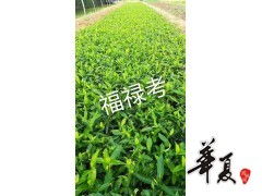 福祿考大量供應,濰坊金葉女貞供應價格 供應產品 山東臨朐藝鑫花卉苗木合作社