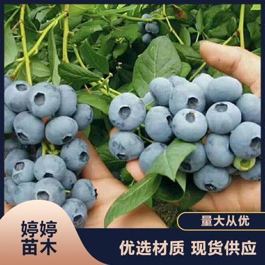 吉林省花卉苗木種植批發基地