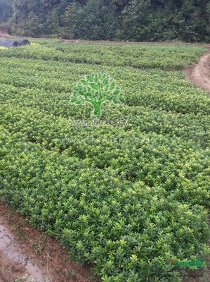 株洲市新大地花卉苗木種植農民專業合作社