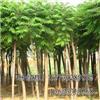 找河北保定海源苗木花卉基地的河北最大的千頭椿種植基地價格、圖片、詳情,上一比多_一比多產品庫