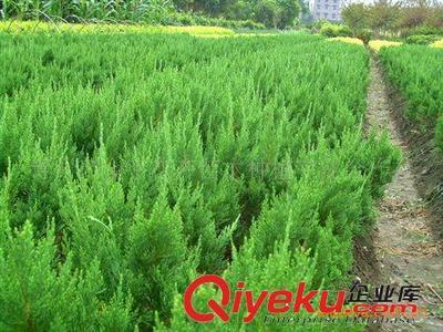 供應黃楊 小龍柏 金葉女貞 尾毛 冬青 紅葉小檗等綠化苗木圖片|供應黃楊 小龍柏 金葉女貞 尾毛 冬青 紅葉小檗等綠化苗木產品圖片由青州市金宇花卉苗木種植專業合作社公司生產提供-