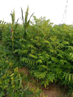 香椿樹苗泰安增鑫園藝場優質苗木現挖現賣紅油香椿苗種植基地