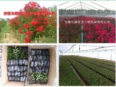種植正宗美國紅火球紫薇--有球必贏|花卉種苗|花卉盆景|供應信息|597苗木網