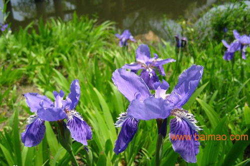 宿根花卉種植基地 宿根花卉批發 宿根花卉供應,宿根花卉種植基地 宿根花卉批發 宿根花卉供應生產廠家,宿根花卉種植基地 宿根花卉批發 宿根花卉供應價格