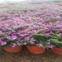 【國慶節花卉,國慶節組擺花卉,國慶節常用花卉種類圖片】國慶節花卉,國慶節組擺花卉,國慶節常用花卉種類 - 青州市茗茜花卉苗木專業合作社