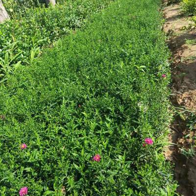 青州市茗茜花卉苗木專業合作社