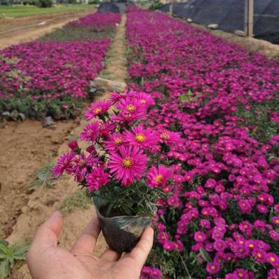 青州市茗茜花卉苗木專業合作社