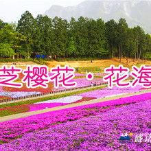 青州市亮國花卉苗木種植專業合作社