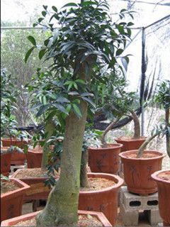 供應漳州苗木花木花卉批發道路小區公園工程綠化苗木種植基地高清圖片-世界工廠網