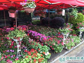 2000余種苗木花卉齊綻放 2018年宜良花街節開幕