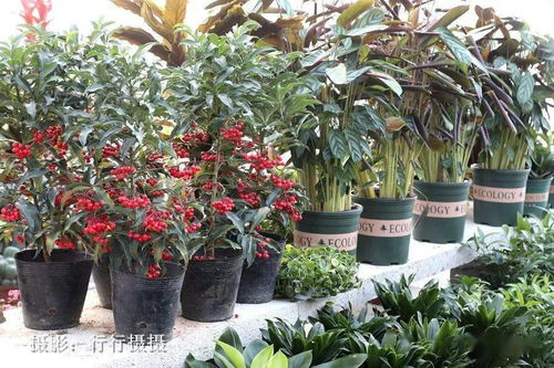今日泗水現場實拍 幸福生活就像花兒一樣