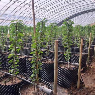 園藝花卉控根器工廠直發 農用種植控根器 輝門果樹育苗種植控根器銷往湖南