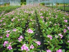 【濰坊具有口碑的長春花供應(yīng) 時令草花種植】濰坊具有口碑的長春花供應(yīng) 時令草花種植批發(fā)價格,廠家,圖片,青州市 花卉苗木 -