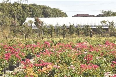 鷹潭市人民政府 今日鷹潭 發展花卉苗木產業鼓起村民 錢袋子