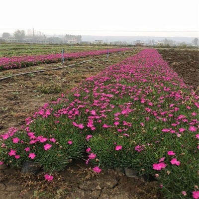 孔雀草花海種苗種植批發產地在哪里