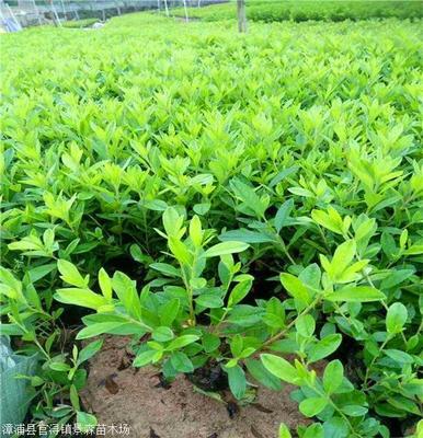 錦繡杜鵑批發 杜鵑杯苗 庭院綠化用的工程苗木