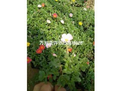 青州太陽花種植基地!青州萬旭花卉苗木基地供應產品青州市萬旭花卉苗木專業合作社 - 艾特貿易網商鋪展示