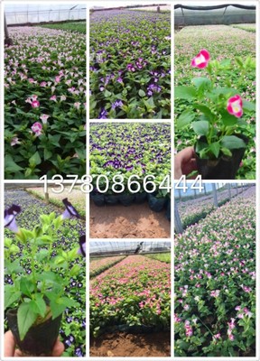 二月蘭批發種植基地