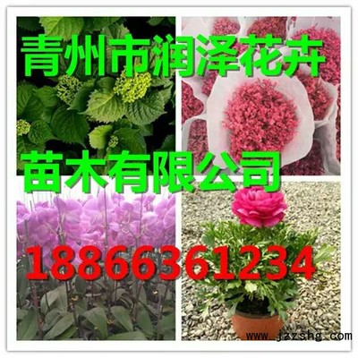 金葉銀槭種植基地 金葉銀槭批發價格 潤澤花卉苗木-展商網