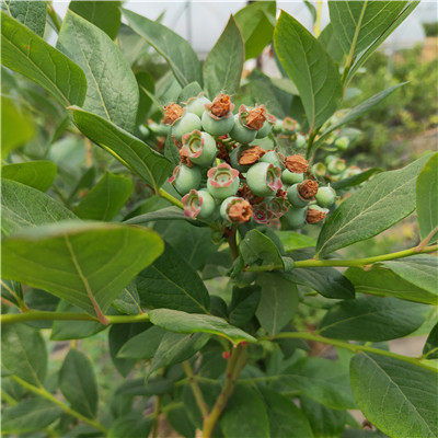 艾文藍藍莓苗種植技術 藍莓苗新品種廠家批發 芬蒂藍莓苗推薦鑫奧苗木