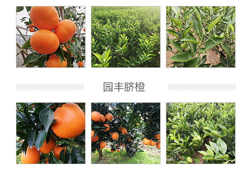 福州錦蜜冰糖橙 湖南千思農林科技公司 錦蜜冰糖橙種植基地