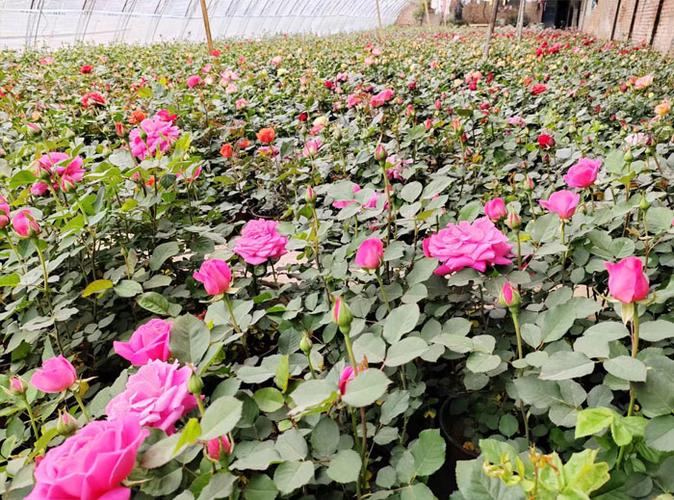 華藝月季花卉苗木種植基地|遼陽月季|遼陽月季批發|遼陽月季基地