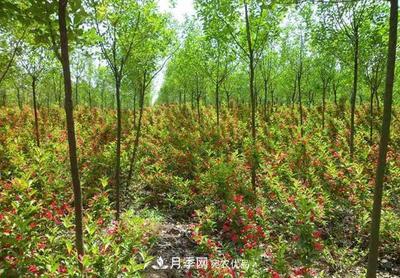為什么嚴禁耕地種植花卉苗木草皮?