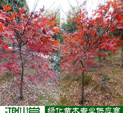 【【湖南苗木】美國楓 品種純正 適合田地山地種植 投資前景好】價(jià)格_廠家_圖片 -