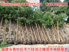 精品推薦 葉金枝 個人 天竺桂最新價格行道樹花木批發基地